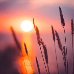 Meet your Posher, Frida